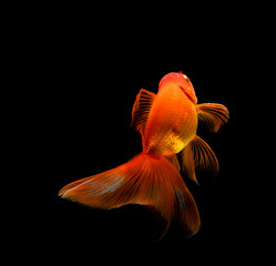 Wall Mural - goldfish isolated on a dark black background