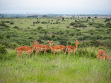 Fototapeta Sawanna - Impala in Nairobi National Park, Kenya