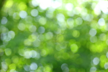 Blurry Green Circular Bokeh Cause Of Defocus Of Sunlight Through The Green Tree