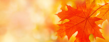 Colorful Maple Leaves Close-up On The Blurry Background