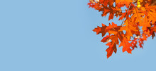 Autumn Background With Red Oak Leaves On Blue Sky Background. Colorful Foliage In The Autumn Park. Copy Space.