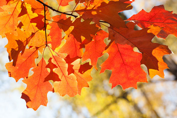 Canvas Print - Red oak leaves autumn season park background. Fall nature scene. Shallow depth of field