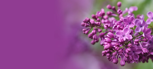 Wall Mural - Macro view blossoming Syringa lilac bush. Springtime landscape with bunch of violet flowers. lilacs blooming plants background. soft focus photo. copy space.