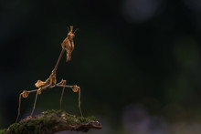 Praying Mantis Resting On The Leaf