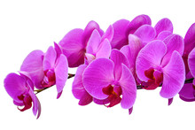 Close Up Of Purple Orchids, Beautiful Phalaenopsis Streaked Orchid Flowers Isolated On White Background, Clipping Path (selective Focus)