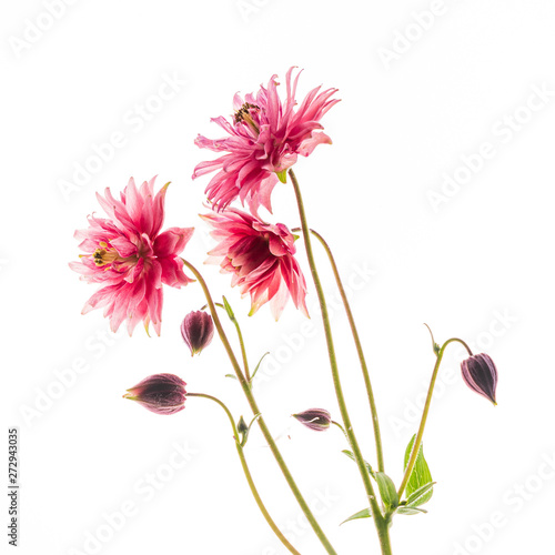 Cuadros en Lienzo aquilegia flower on the white background