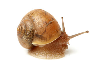 Crawling snail isolated on a white background