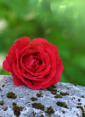 red rose flower plant in the garden, red flower in the nature