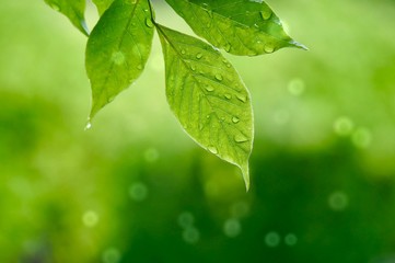 green tree leaves and branches in the nature in summer, green background