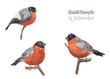 Hand-drawn watercolor bullfinch sitting on a branch. Set of red beautiful birds.