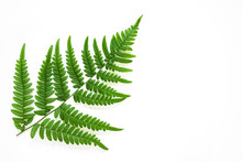 Large Fern Leaf On White Background. Photo With Copy Blank Space.