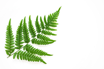Wall Mural - large fern leaf on white background. photo with copy blank space.