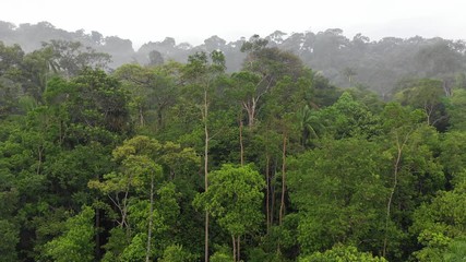 Poster - Lowland forest. Rainforest in Southeast Asia.