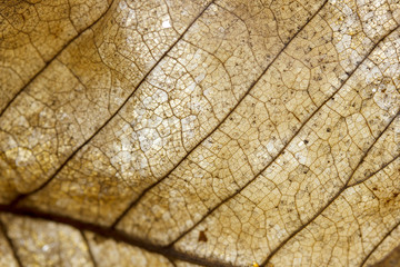 Poster - veins of dried leaf, autumn