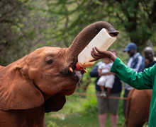 Elephant Orphanage In The Nairobi National Park, Kenya