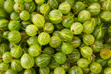 Gooseberries background. Background of gooseberries. Sweet and juicy berry. Green berries.