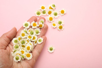 Canvas Print - Female hand with small flowers of chrysanthemum