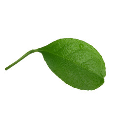 leaf of orange isolated