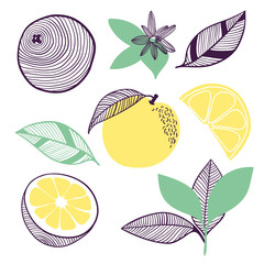 Wall Mural - Collection of citrus. Fruit, leaf and piece of orange or lemon. Vector hand drawn illustration in modern trendy flat style for web, print.