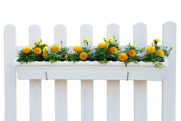 Wall Mural - Yellow flowers in White pot on the fence with green leaves, plant isolated