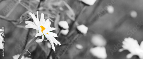 Macro Shot of white daisy flowers isolated on gray background.