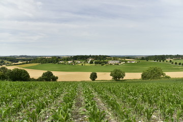 Jeunes pousses de maïs sur une colline dominant la campagne de Vendoire au Périgord Vert