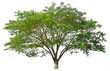 © Nudphon - Beautiful tree isolated on white background. Suitable for use in architectural design or Decoration work. Used with natural articles both on print and website.