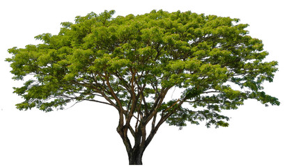 Beautiful tree isolated on white background. Suitable for use in architectural design or Decoration work. Used with natural articles both on print and website.