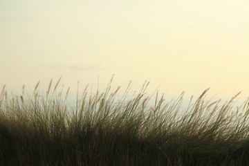 Tall grass over the sea view at sunrise