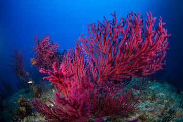 Gorgonian of mediterranean sea.