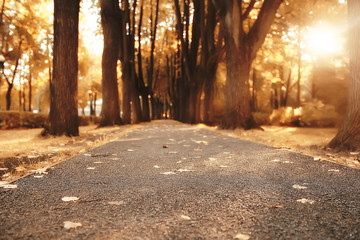 Wall Mural - path autumn park / autumn landscape, yellow park in autumn trees and leaves, a beautiful sunny day i