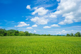 Fototapeta Na sufit - Beauty sunny day on the rice field with white cloudy and blue sky,mountain in Thailand, coppy space and background.feeling fresh and relax.