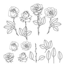 Hand Drawn Rose Flower. Floral Design Element