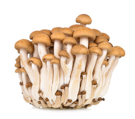 shimeji mushrooms on white background.