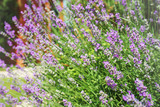 Fototapeta Lawenda - Lavender growing on villa house yard, violet flower buds on a blurred background. Springtime, summer relax wallpaper. Selective focus.