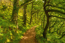 Woodland Path In Spring, Exmoor, Devon