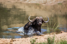 African Buffalo In Kruger National Park, South Africa