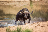 Fototapeta Sawanna - African buffalo in Kruger National park, South Africa
