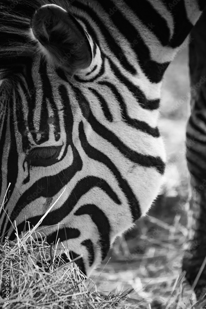 beautiful zebra grazing eating grass close up - obrazy, fototapety, plakaty 