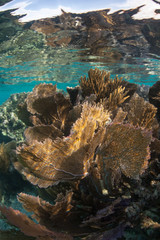 A beautiful and shallow coral reef grows in the Caribbean Sea off the coast of Belize. This area is part of the Mesoamerican Barrier Reef, the second largest reef system on Earth.