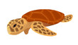 turtle, colorful hand drawn stylized digital illustration
