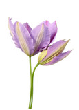 Fototapeta Tulipany - purple clematis