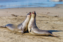 Elephant Seals Resting On The Beach In California, USA