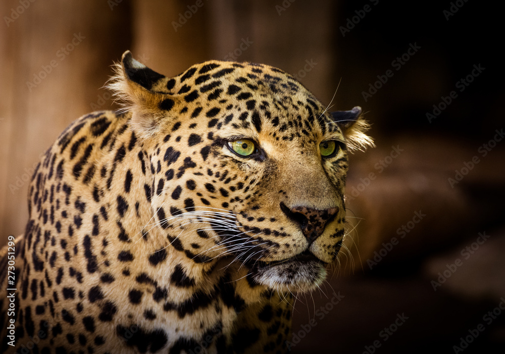 amazing leopard with clear eyes staring - obrazy, fototapety, plakaty 