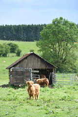 Wall Mural - vache highland scottish agriculture wallonie Belgique