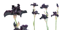 Set Of Black (dark Purple) Iris Flower With Long Green Stem Isolated On White Background. Cultivar From Tall Bearded (TB) Iris Garden Group