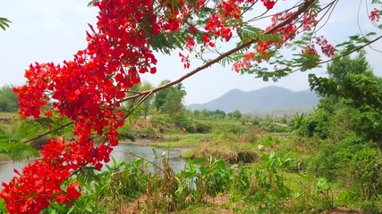 Sticker - Watch the blooming branch of flame tree, swaying in the wind with a view on Pai river and green forest on background, Thailand