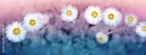 Foto  White dandelions isolated on blur colorful background.
