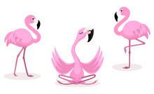 Set Of Cartoon Flamingos Isolated On White Background. Vector Illustration.