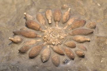 Poster - Fossilised sea urchin.